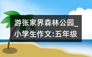 游張家界森林公園_小學生作文:五年級