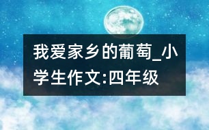 我愛家鄉(xiāng)的葡萄_小學(xué)生作文:四年級