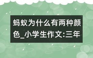 螞蟻為什么有兩種顏色_小學(xué)生作文:三年級