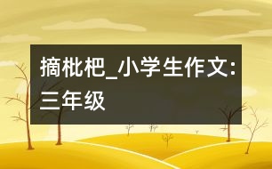 摘枇杷_小學生作文:三年級