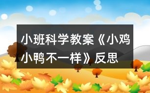 小班科學(xué)教案《小雞小鴨不一樣》反思