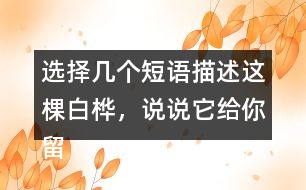 選擇幾個短語描述這棵白樺，說說它給你留下了怎樣的印象