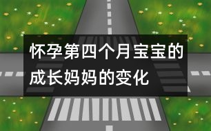 懷孕第四個月寶寶的成長、媽媽的變化