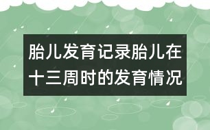 胎兒發(fā)育記錄：胎兒在十三周時的發(fā)育情況