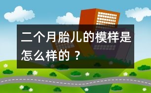 二個月胎兒的模樣是怎么樣的 ？