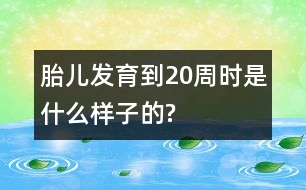 胎兒發(fā)育到20周時(shí)是什么樣子的?