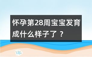 懷孕第28周寶寶發(fā)育成什么樣子了 ？