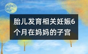 胎兒發(fā)育相關(guān)：妊娠6個月“在媽媽的子宮里，像在宇宙中遨游！”