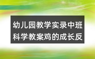 幼兒園教學(xué)實(shí)錄中班科學(xué)教案雞的成長反思