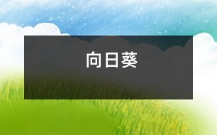 向日葵