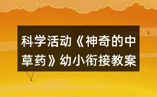 科學(xué)活動《神奇的中草藥》幼小銜接教案