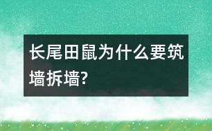 長尾田鼠為什么要筑墻拆墻?