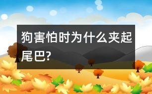 狗害怕時為什么夾起尾巴?