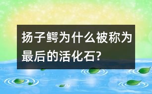 揚子鱷為什么被稱為“最后的活化石”?