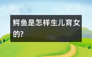 鱷魚是怎樣生兒育女的?