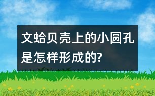 文蛤貝殼上的小圓孔是怎樣形成的?