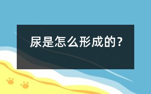 尿是怎么形成的？