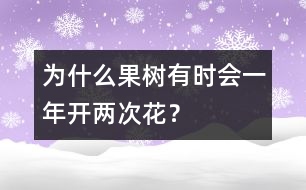 為什么果樹有時會一年開兩次花？