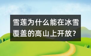 雪蓮為什么能在冰雪覆蓋的高山上開放？