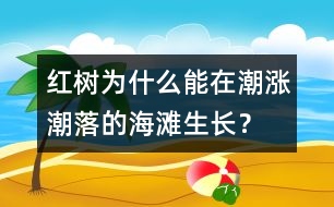 紅樹為什么能在潮漲潮落的海灘生長？