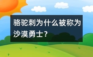 駱駝刺為什么被稱(chēng)為“沙漠勇士”？