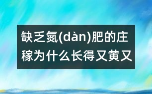 缺乏氮(dàn)肥的莊稼為什么長得又黃又?。?></p>										
																	莊稼長得好是因?yàn)槿~子不斷進(jìn)行光合作用，為莊稼制造營養(yǎng)物質(zhì)。植物進(jìn)行光合作用時(shí)需要葉綠素。葉綠素的分子結(jié)構(gòu)十分復(fù)雜，氮正是其中必不可少的“磚瓦”。沒有氮(dàn)就沒有葉綠素，葉子就會變黃，莊稼就會因得不到營養(yǎng)變得又黃又小。<BR>                          						</div>
						</div>
					</div>
					<div   id=