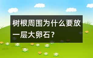 樹根周圍為什么要放一層大卵石？