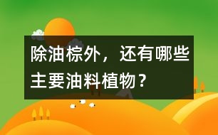 除油棕外，還有哪些主要油料植物？