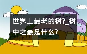 世界上最老的樹?_樹中之最是什么?