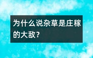 為什么說雜草是莊稼的大敵？