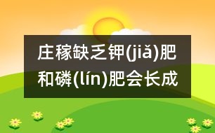 莊稼缺乏鉀(jiǎ)肥和磷(lín)肥會(huì)長(zhǎng)成什么樣？