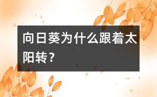 向日葵為什么跟著太陽轉(zhuǎn)？