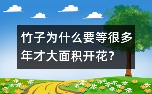 竹子為什么要等很多年才大面積開花？