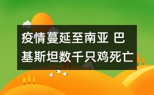 疫情蔓延至南亞 巴基斯坦數千只雞死亡